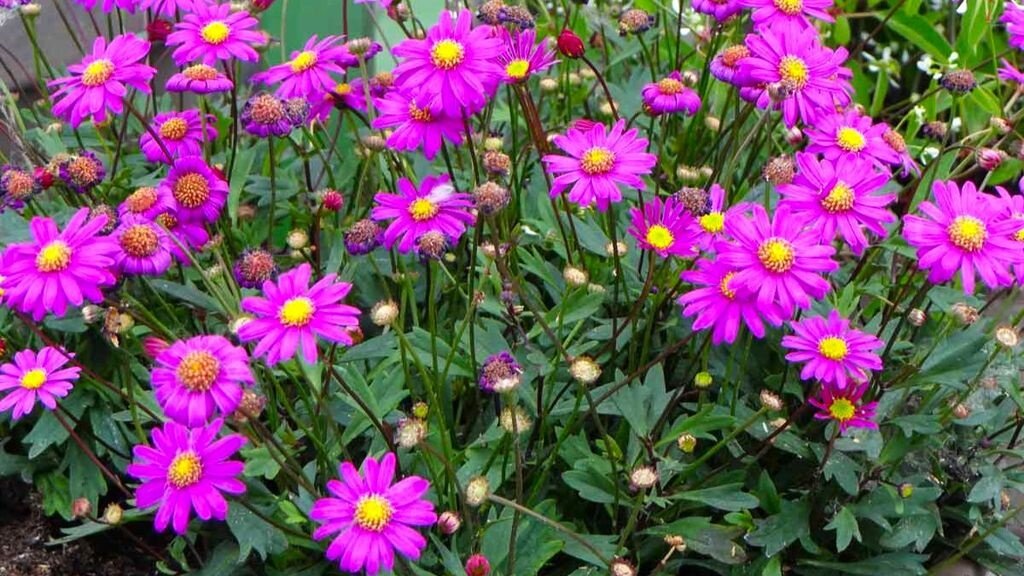 Огородные цветы. Люпины в воронежском ботаническом саду. Цветы для сада цветущие все лето. Цветы для сада цветущие все лето. Цветы для сада цветущие все лето.