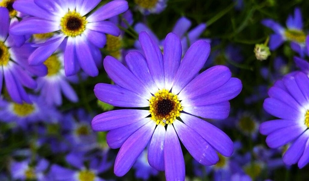 Violet lily. Отцветшие бутоны роз. Почки розы на стебле. Бутоны цветов. Обрезать отцветшие розы.