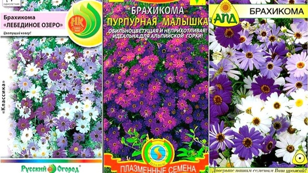 Брахикома выращивание из семян фото Чудо-цветок! Обильно и непрерывно цветет весь сезон GardenLife Дзен