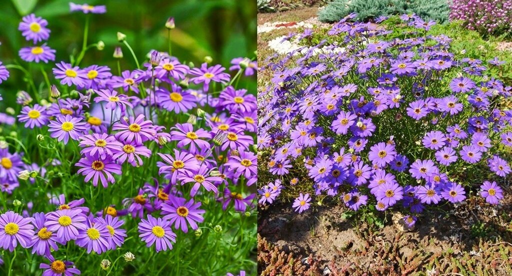 Тематическое занятие цветы. Растение из частей. Фотопериодизм картинки. Задание цветок распускается. Комнатные растения для дошколят.