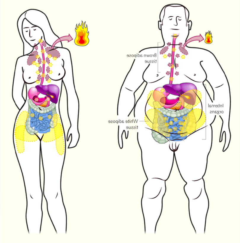Бурый жир. Ожирение внутренних органов. Расположение бурого жира у человека.