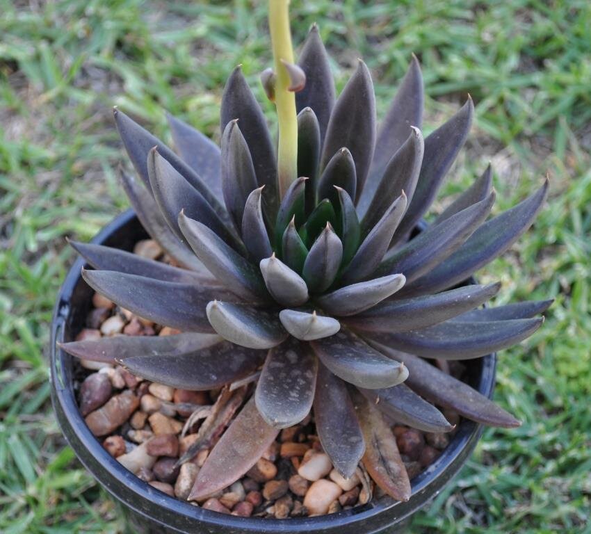 Фото Echeverias in Oz