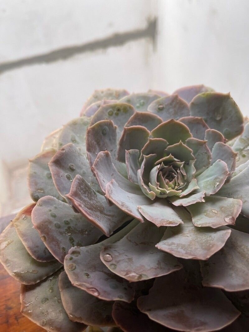 Echeveria Shaviana. Фото Calderon Rayo 