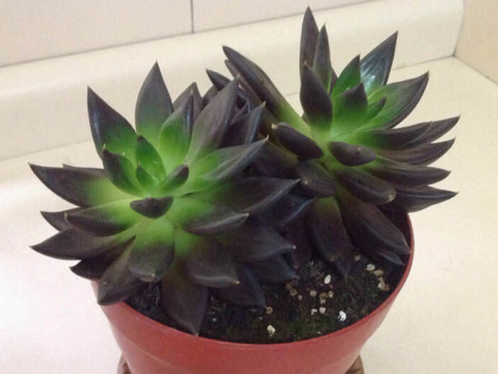 Echeveria Affinins. Фото World of Succulents