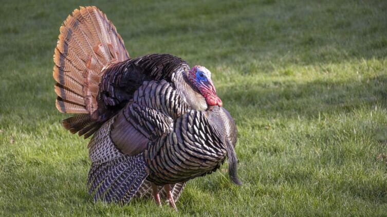    Что приготовить из индейки? Фото: MOHANN, по лицензии pixabay.com