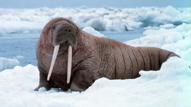    Как выглядит «хрен моржовый» и насколько опасен морской леопард? Фото: NOAA photo library; общественное достояние