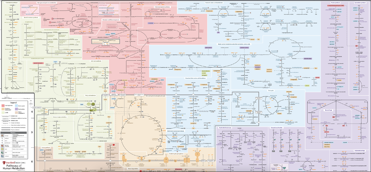 Карта метаболизма человека