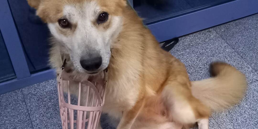 Что стало с Вандой, которая оплакивала друга на дороге? И причем тут Белка?