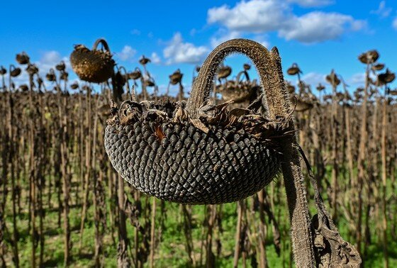 «По уши в долгах»: на Украине предупредили о крахе экономики | NEWS.ru ...