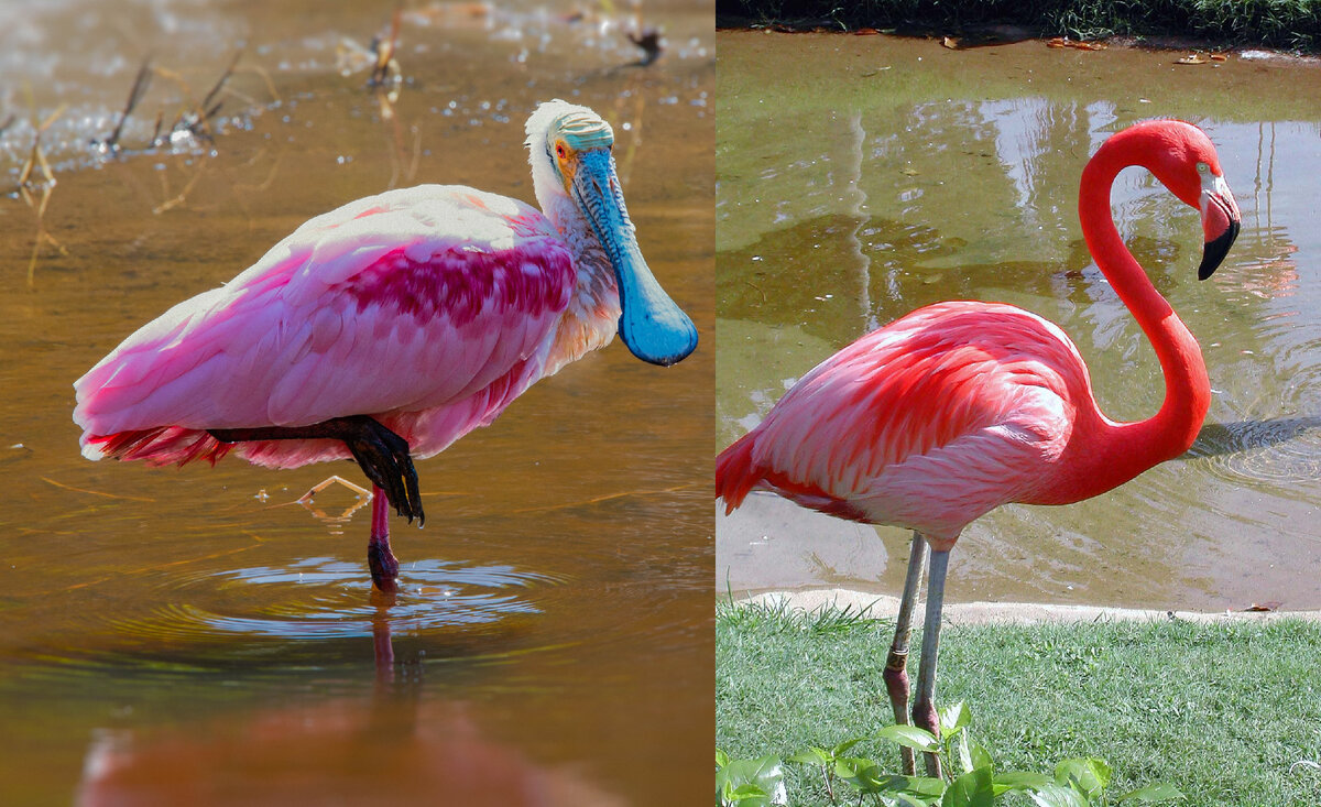 Разница в окрасе колпицы и розового фламинго. Какой цвет вам больше нравится?