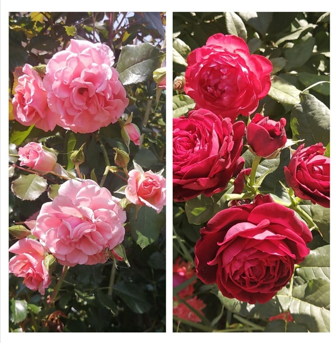 Про заказ саженцев роз. | Про розы, сад и путешествия | Дзен