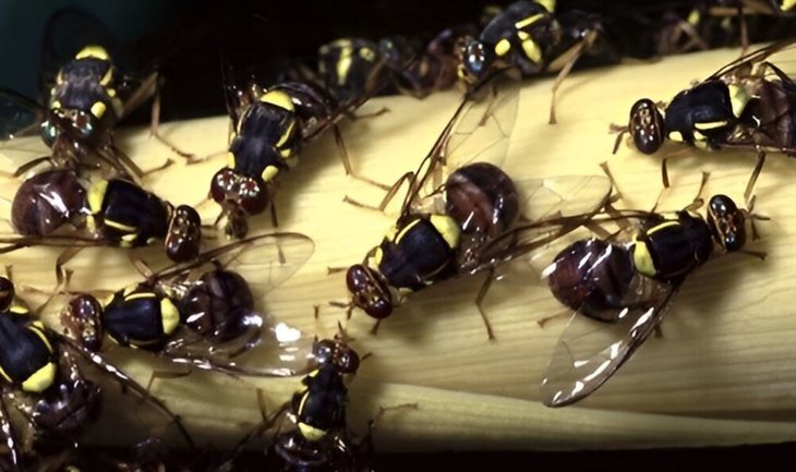    Нашествие восточной плодовой мухи в Калифорнии ученые назвали страшной катастрофой