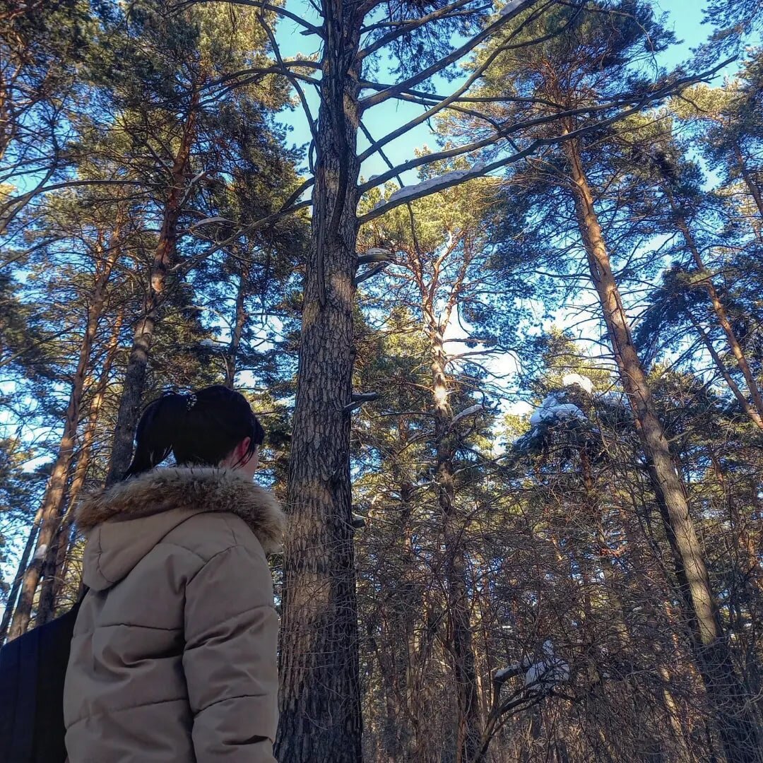 Тайга в центре мегаполиса. Сосновый бор. | Семейство Домоседов | Дзен