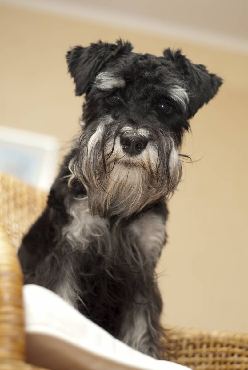 Яндекс.Картинки