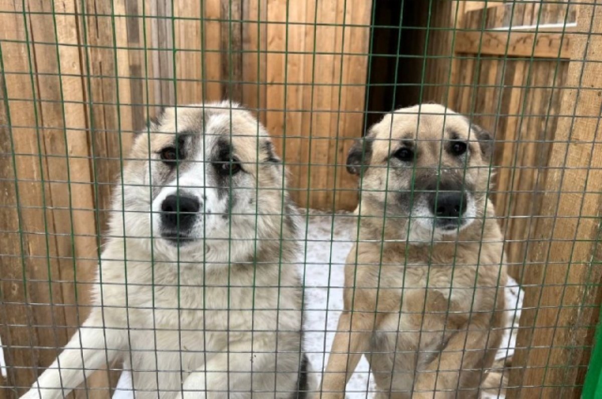    2,76 млн получил приют на строительство вольеров в Бурятии