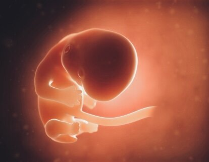 Эмбрион примерно на 8-й неделе развития. Фото из открытых источников интернета