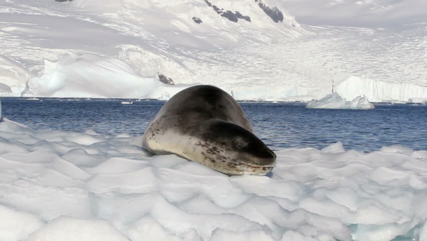 Кредиты изображений: Shutterstock