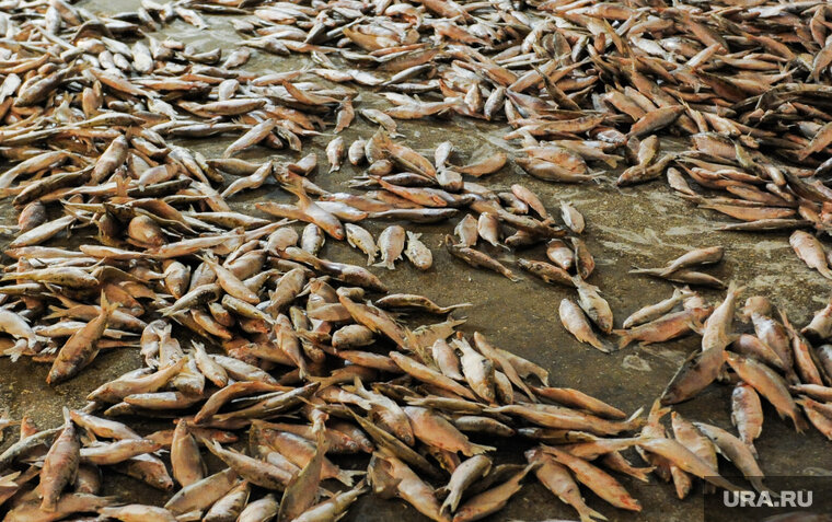    На берег было выброшено более 200 рыб