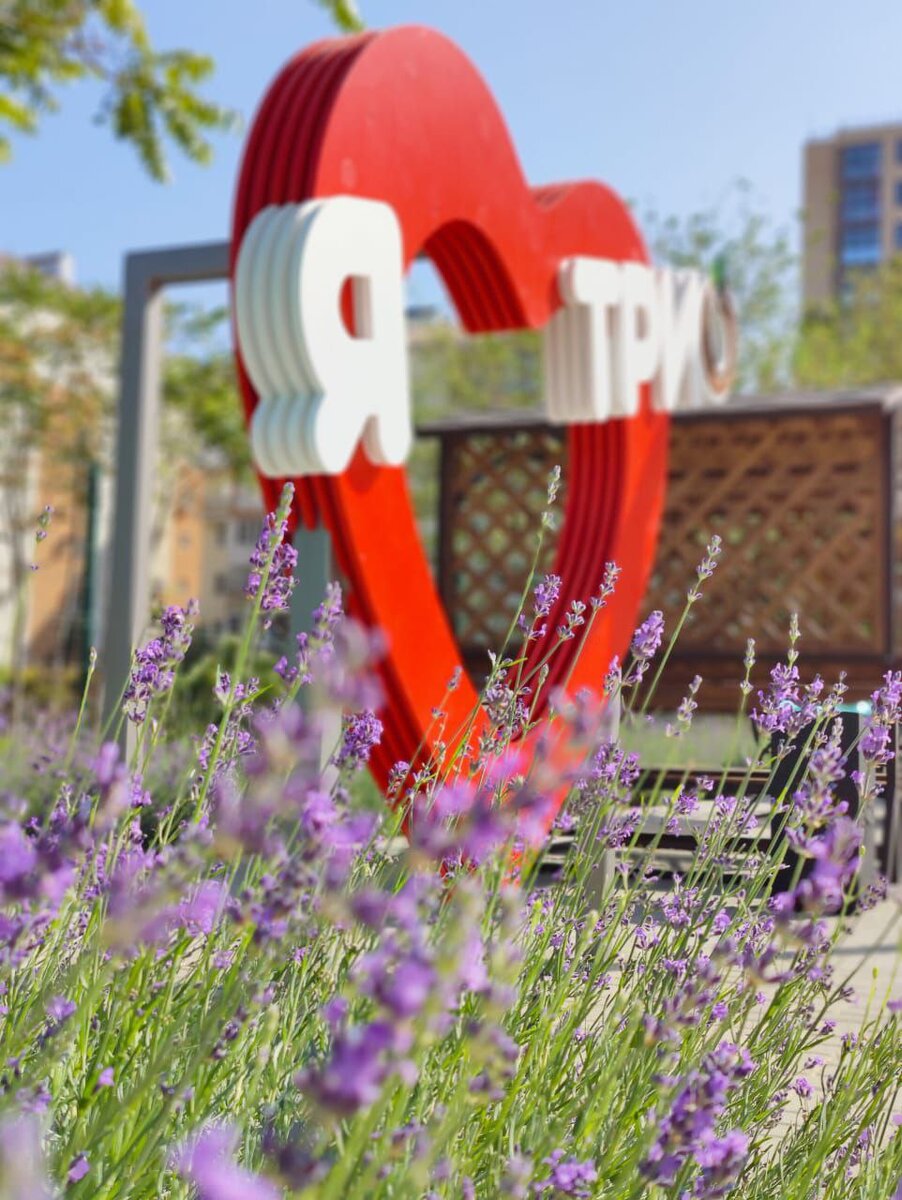 Даже на компактной городской территории есть возможность грамотно разместить растения и скамейки.