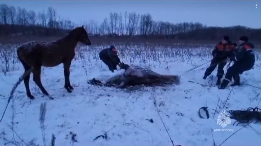 Ненадежен конь для спасения
