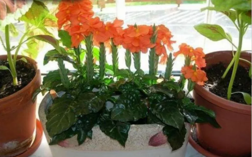 How to Grow and Care for Crossandra