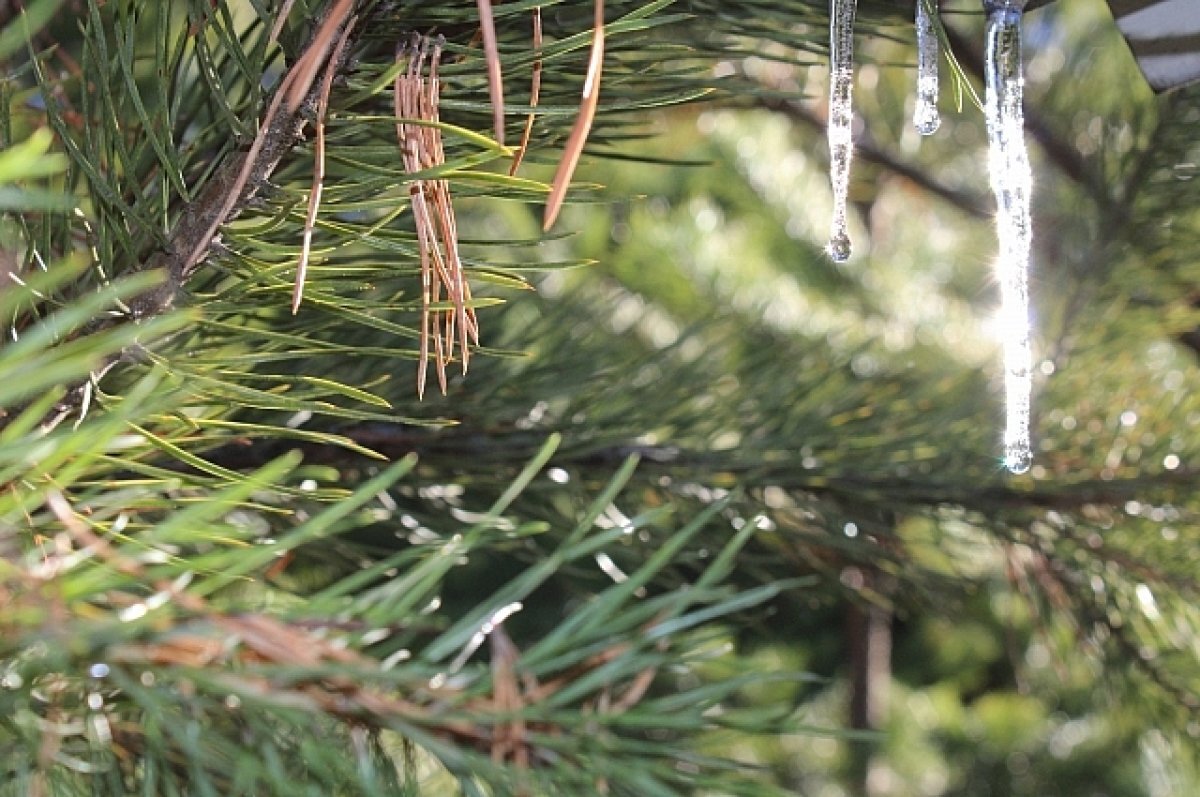    На последних выходных ноября в Воронежской области потеплеет до +10°