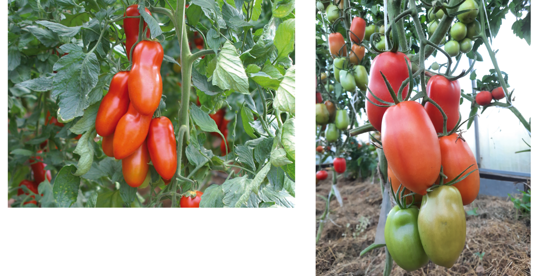 Томаты с удлиненными плодами. "Позано", "Легенда Тарасенко", "Золото Амишей", "Де Барао черный", "Паскаль де Пикарди". Отзывы и сравнение