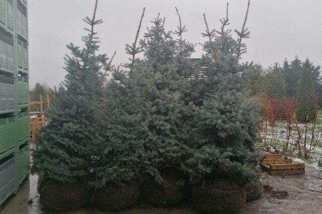   Фото: Елена Дятлова, «ВКонтакте»