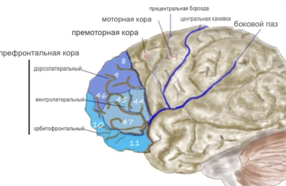 Нейробиологические эффекты физических упражнений - Neurobiological effects of physical exercise