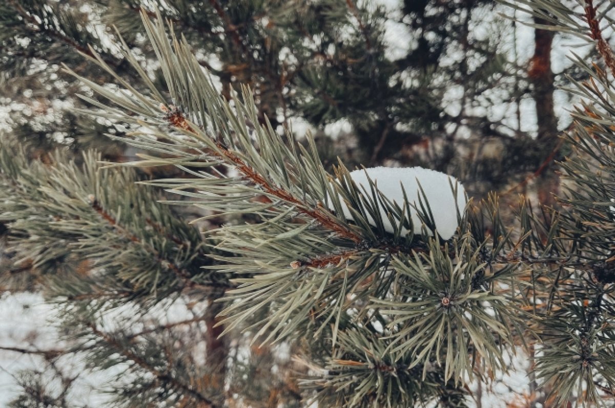    На Тамбовщине в преддверии Нового года усилят охрану хвойных деревьев