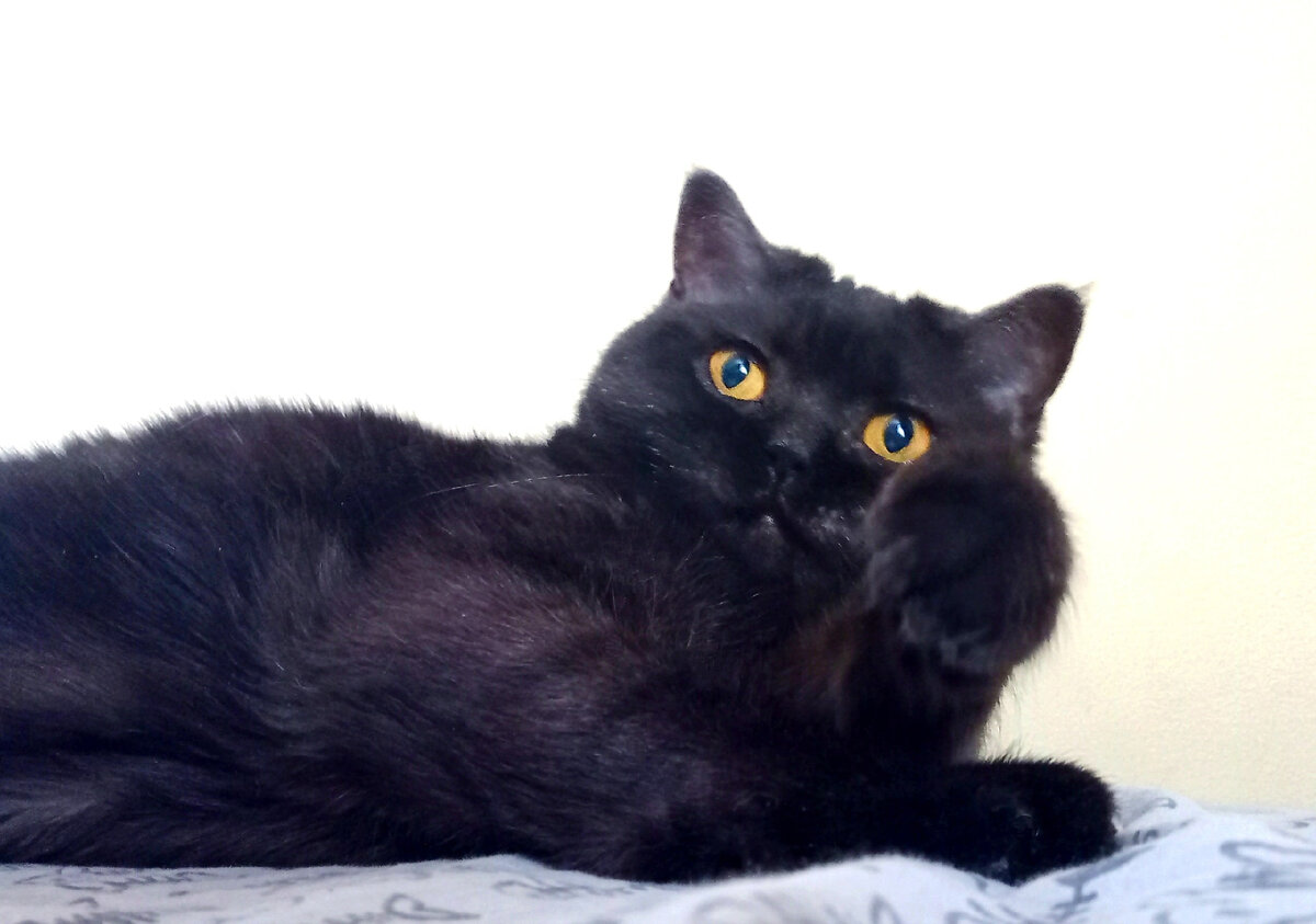 Красота Кошкиньи (не вянет)