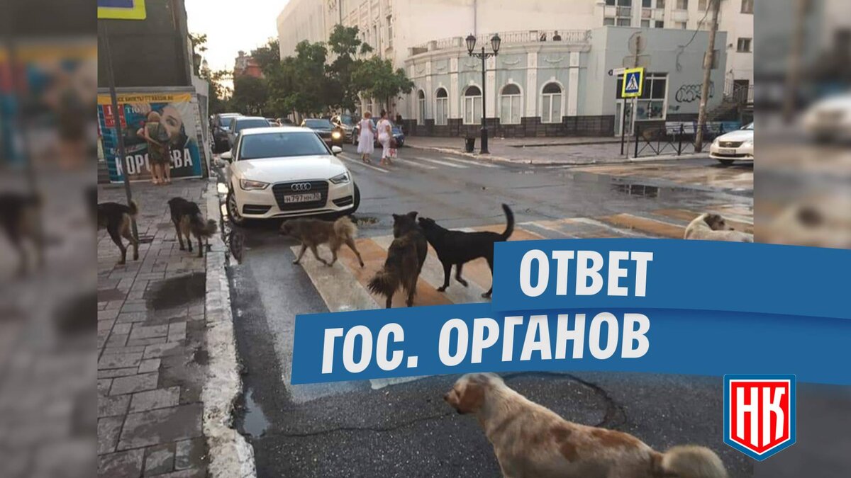 Ответ по отлову животных без хозяев в Астрахани | МОО Народный КОНТРОЛЬ |  Дзен