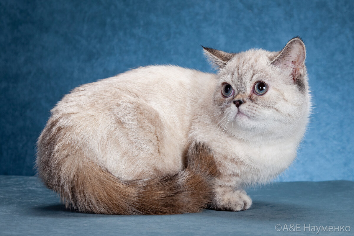 Download Adorable Napoleon Cat lounging on a cozy couch Wallpaper Wallpapers.com
