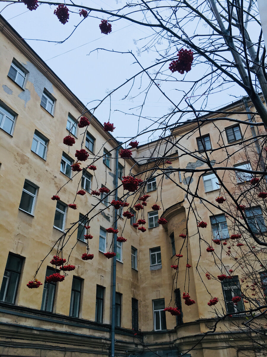 Рябина во дворе дома № 61