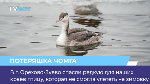 В г. Орехово-Зуево спасли редкую для наших краёв птицу, которая не смогла улететь на зимовку