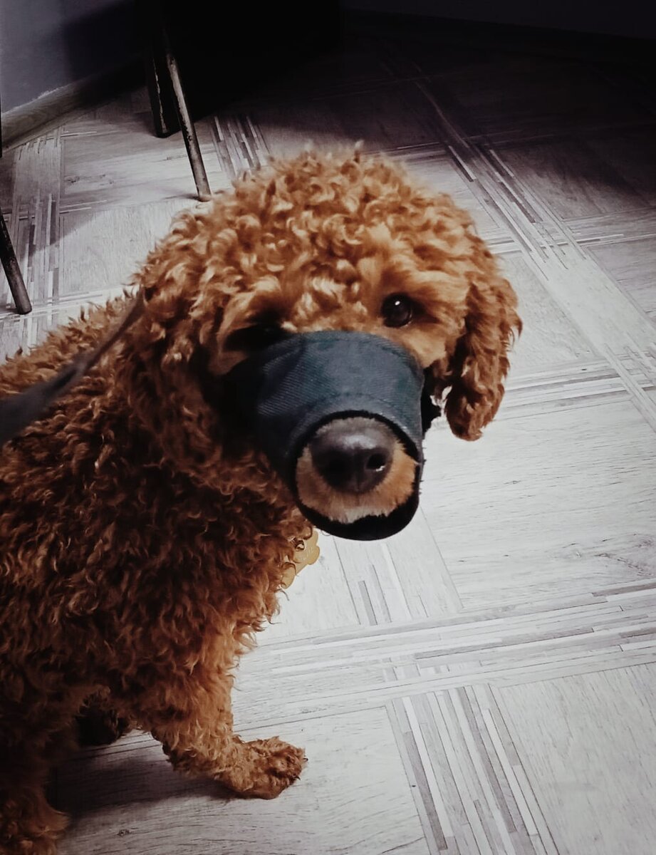 Румпель: - Люди, вы - звери...