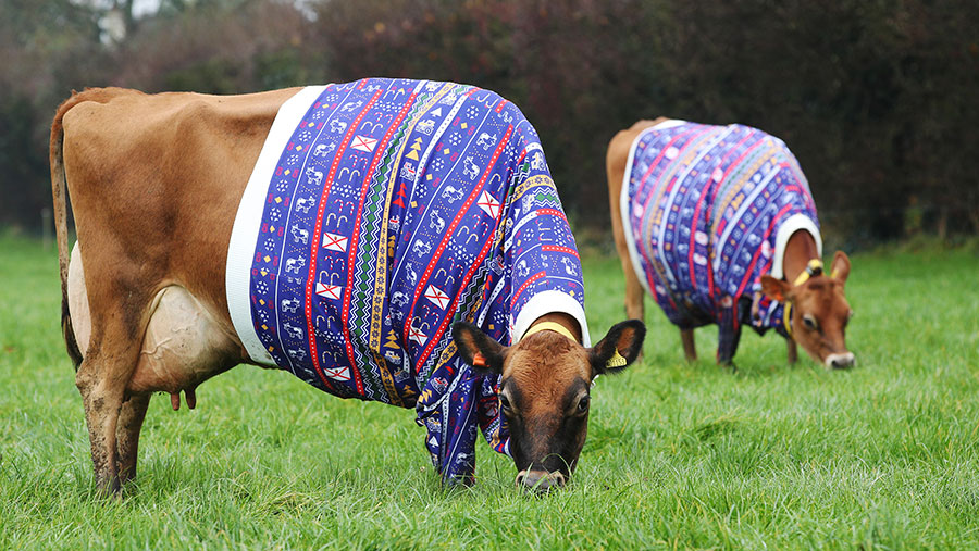 Даже коровки уже надели новогодние свитера! 