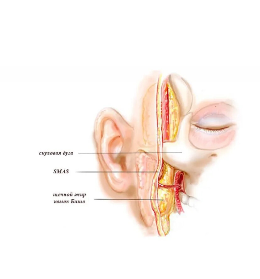 Расположение тела Биша