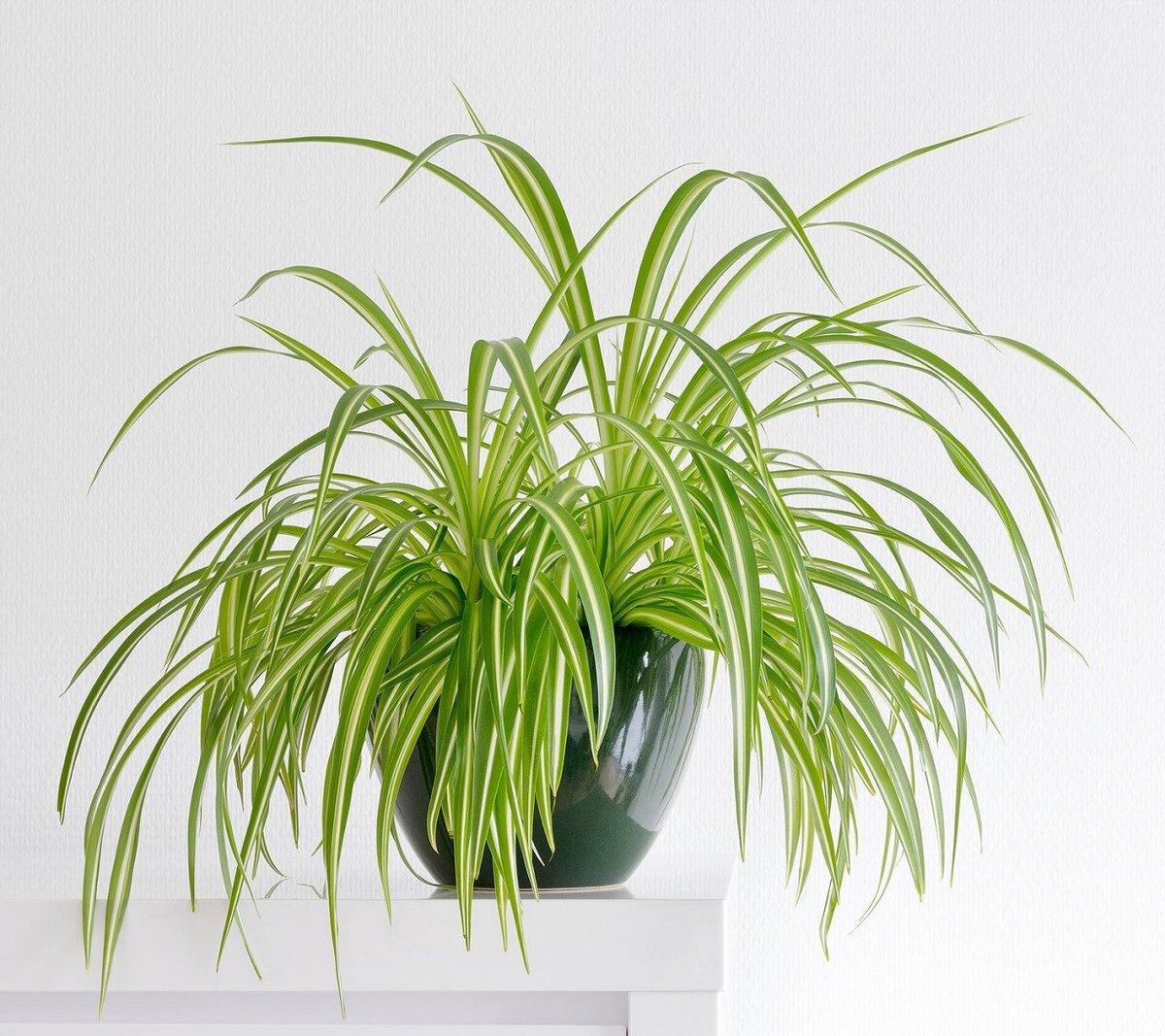 Хлорофитум хохлатый Chlorophytum comosum