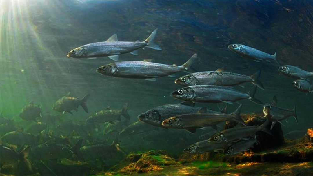 Байкальский омуль - это деликатес, который украсит любое праздничное застолье.