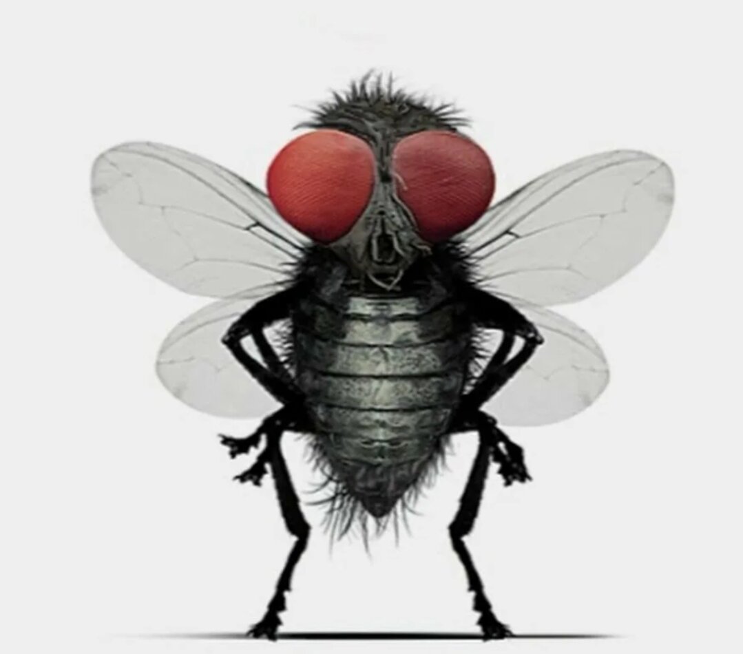 Муха под мухой слушать. Муха