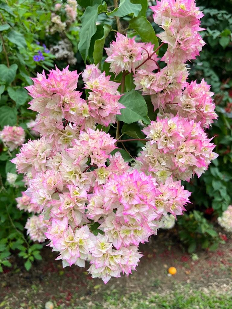 Природа у нас оживает, на улице 24- 26 тепла.