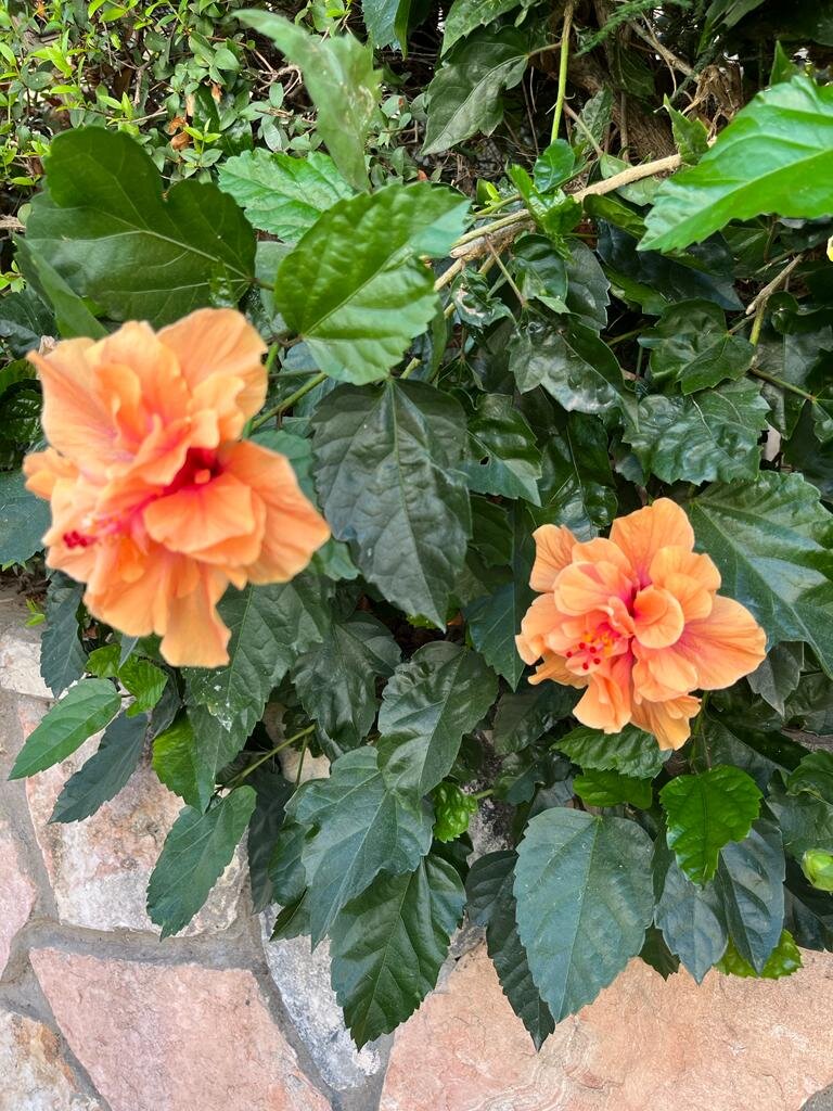 Просто красиво, как же я залипаю на всю растительность.