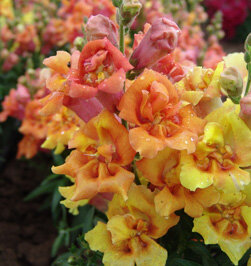 Львиный зев Твини Bronze Shades 

