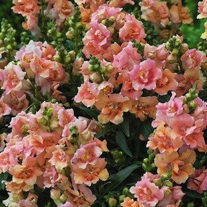 Львиный зев Твини Peach