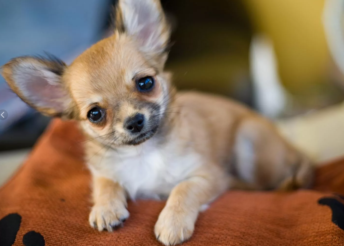 Собачка породы чихуа-хуа,источник фото https://lapkins.ru/dog/chikhuakhua/