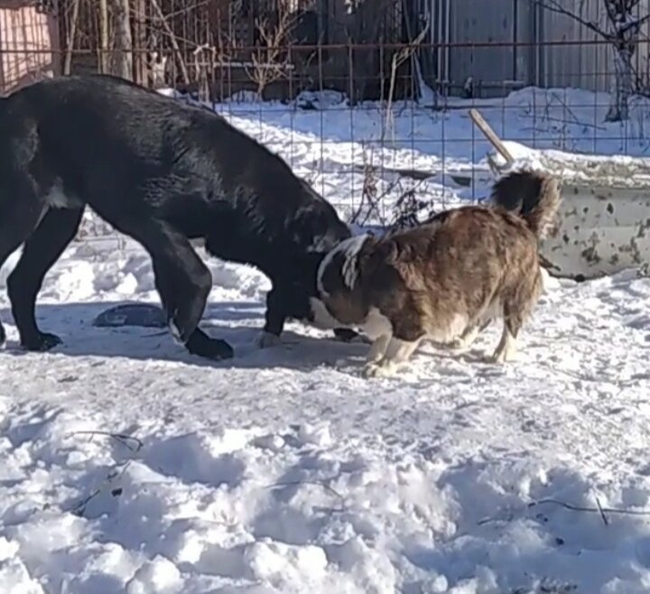 Корги парень сидит в изоляции а легкомысленные девушки дружат с Батыром. 