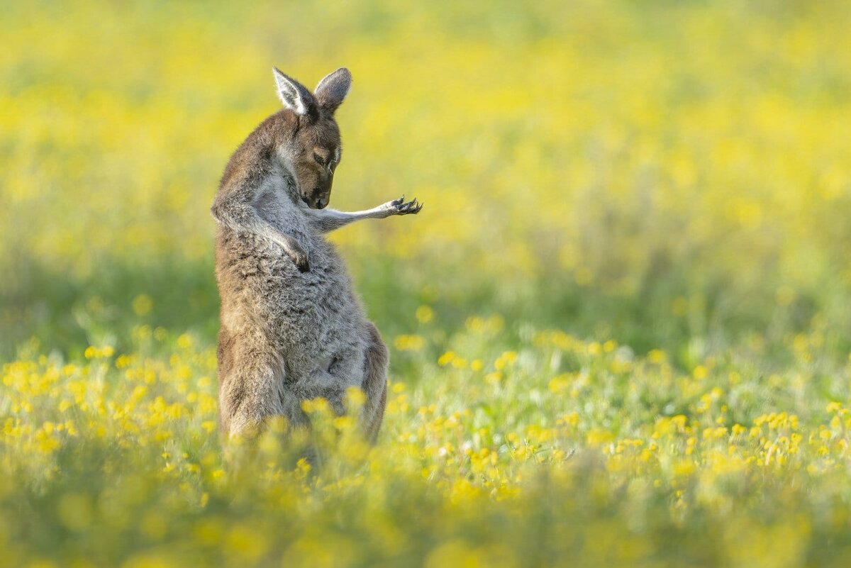 15 фото дикой природы, которые заставят вас улыбнуться: лучшие работы  Comedy Wildlife Photo Awards 2023 | Apple SPb Event | Дзен