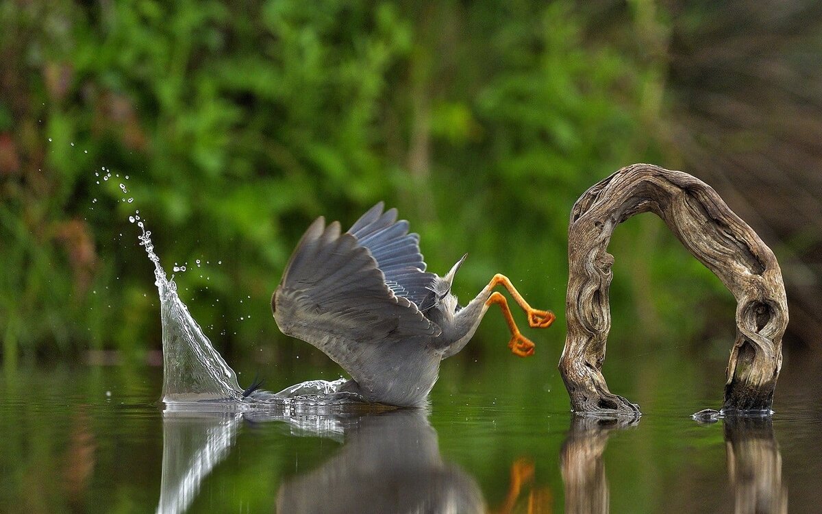 15 фото дикой природы, которые заставят вас улыбнуться: лучшие работы  Comedy Wildlife Photo Awards 2023 | Apple SPb Event | Дзен