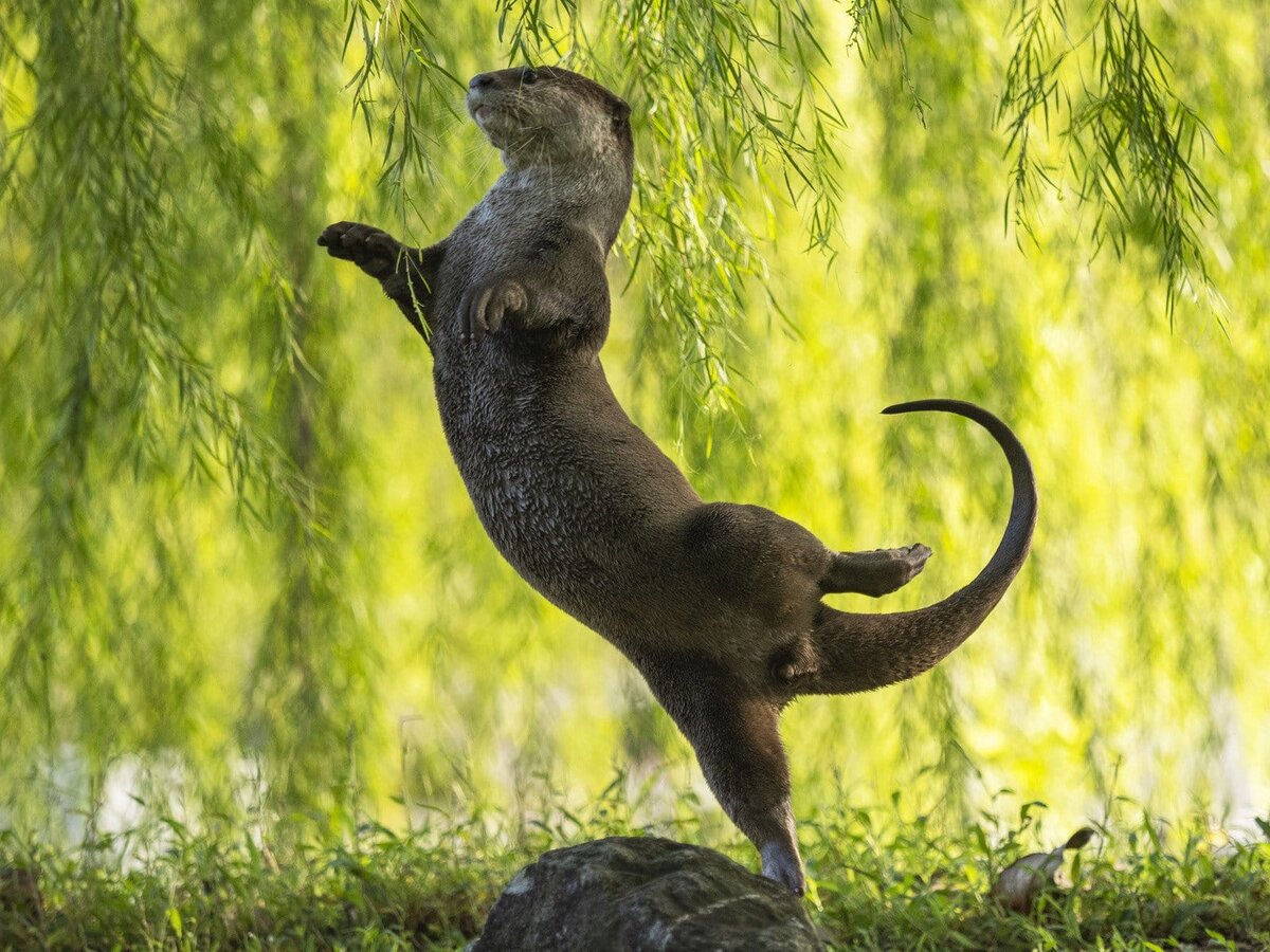 15 фото дикой природы, которые заставят вас улыбнуться: лучшие работы  Comedy Wildlife Photo Awards 2023 | Apple SPb Event | Дзен